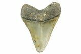 Fossil Megalodon Tooth - North Carolina #368040-1